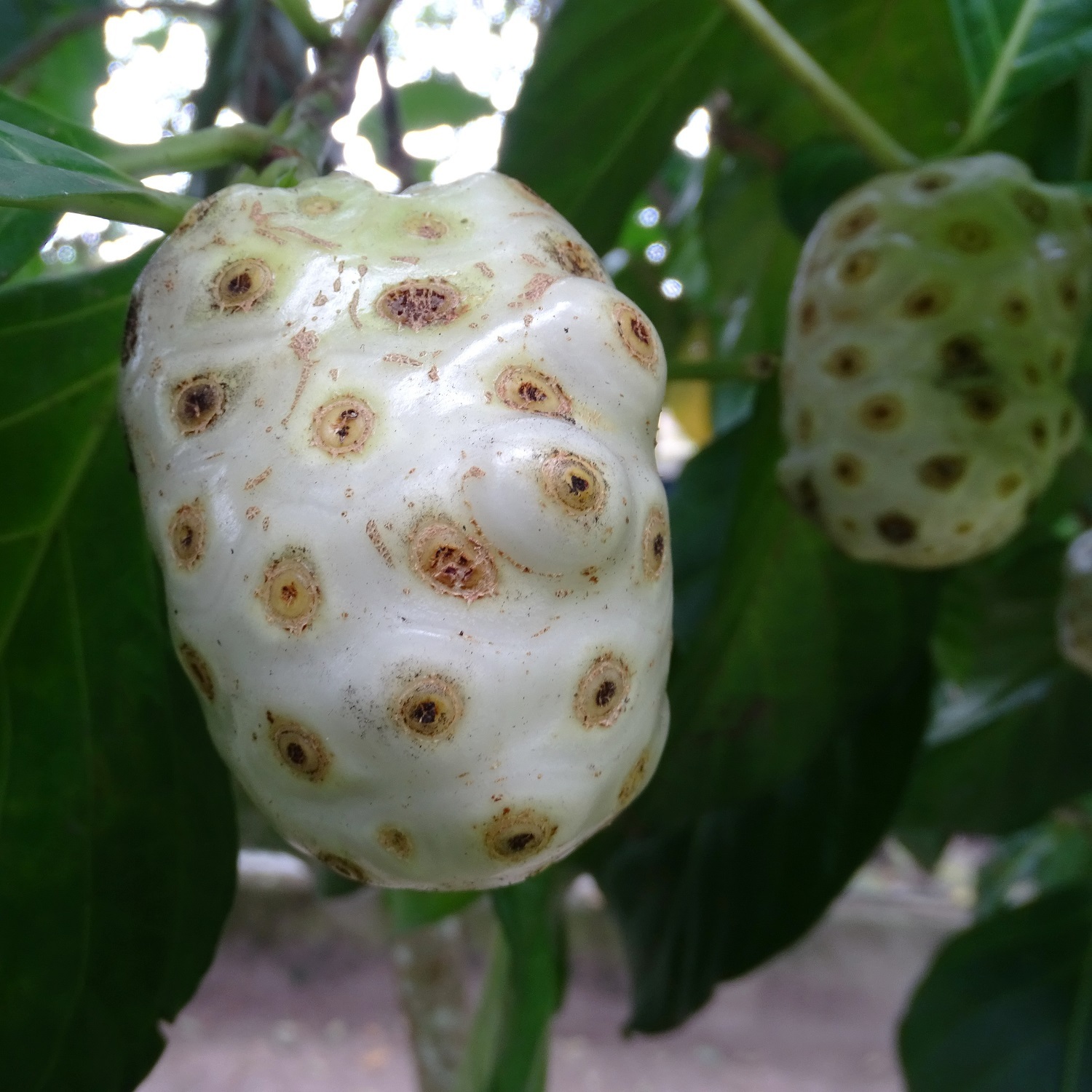 Morinda citrifolia