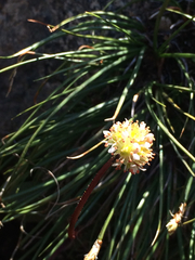 Micranthes aprica