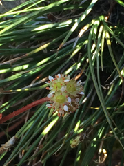 Micranthes aprica