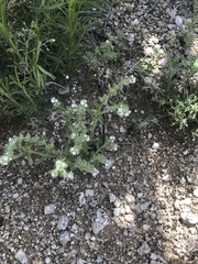 Cryptantha crassisepala