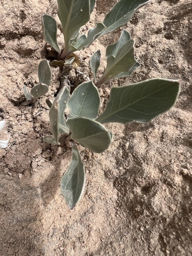 Oenothera macrocarpa