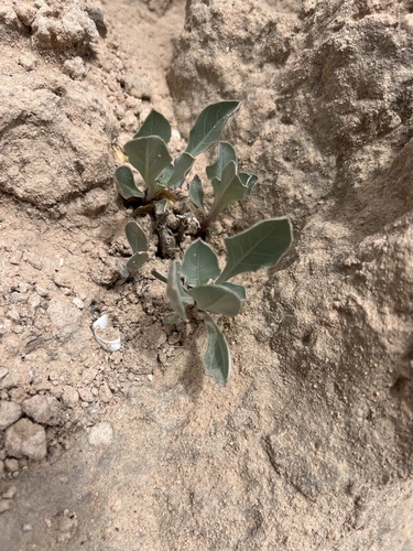 Oenothera macrocarpa