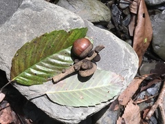 Lithocarpus kawakamii