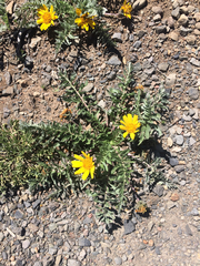 Balsamorhiza