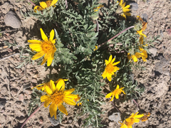 Balsamorhiza