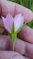 Sabatia