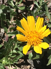 Balsamorhiza