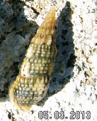 Cerithiidae