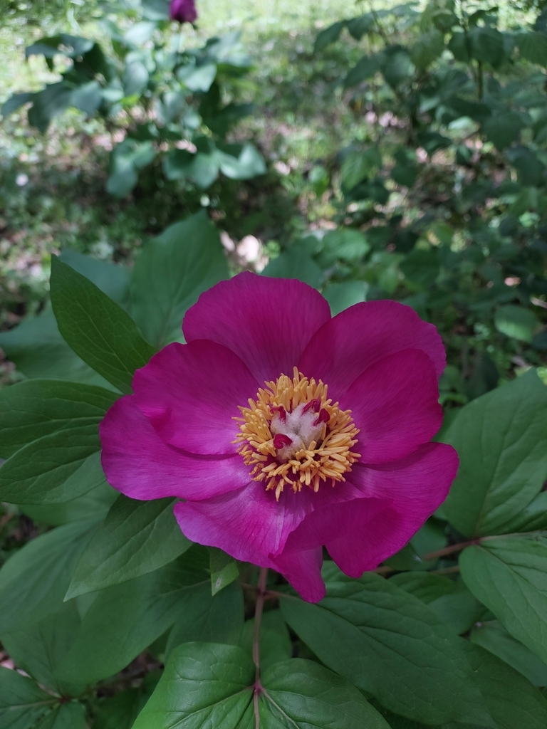 Paeonia sandrae