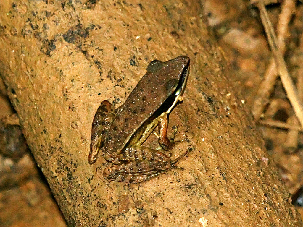Günther's Golden-backed Frog
