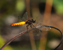 Lyriothemis