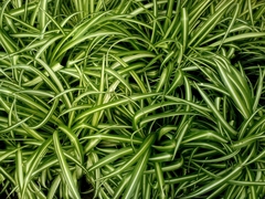 Chlorophytum comosum