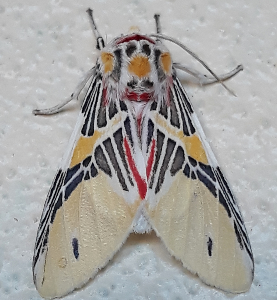 Idalus agastus