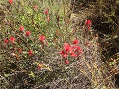 Castilleja affinis