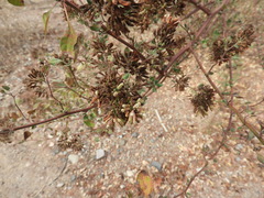 Salpianthus arenarius