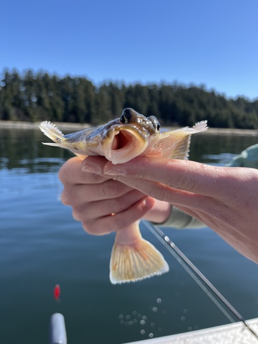 Yellowfin sole (Limanda aspera) — Pleuronectidae