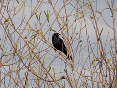 Molothrus rufoaxillaris