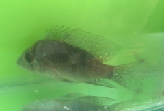 Gymnogeophagus meridionalis