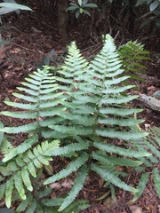 Microlepia marginata bipinnata