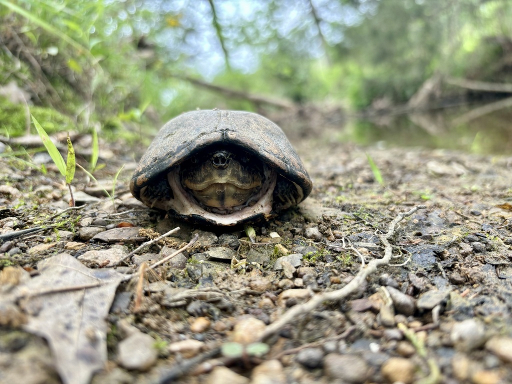 Stripe-necked Musk Turtle in April 2024 by Vaughn Moore · iNaturalist