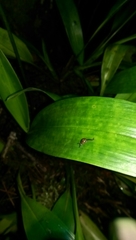 Ovachlamys fulgens