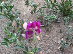 Lathyrus littoralis