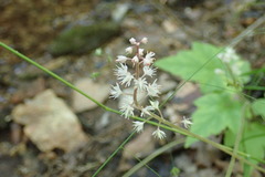 Tiarella nautila