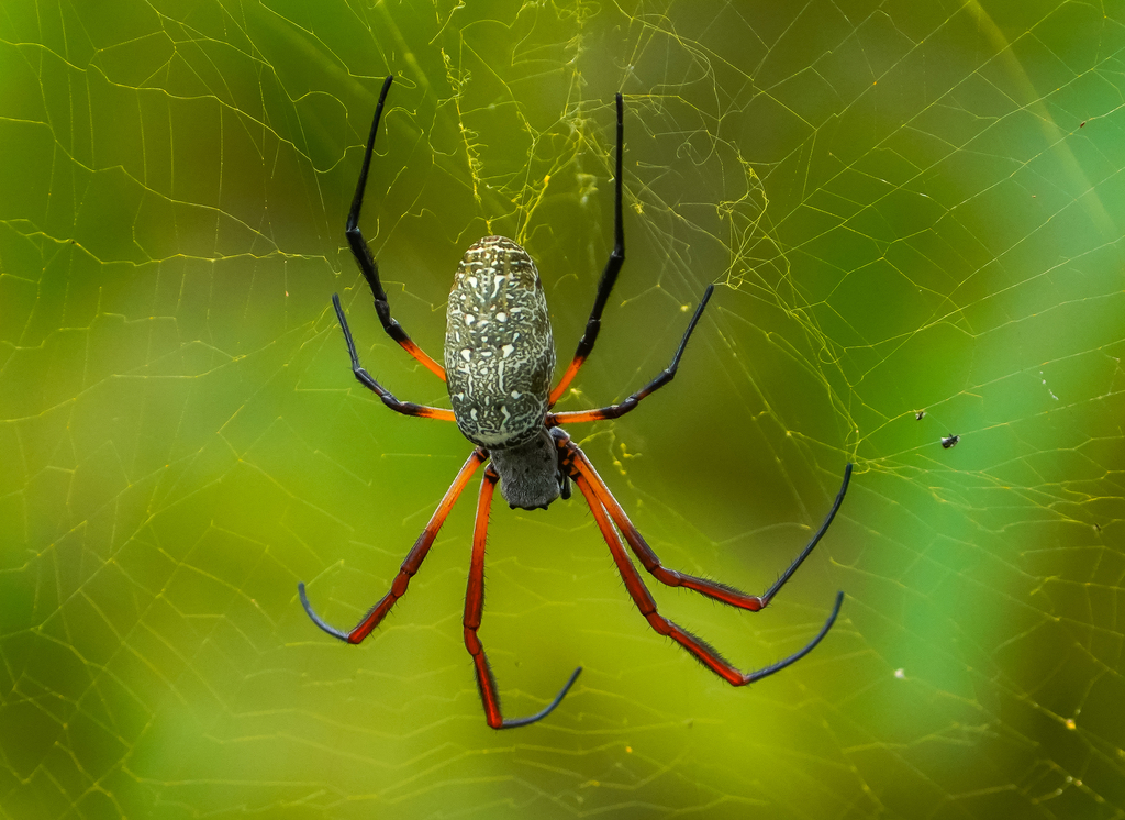 Trichonephila sexpunctata