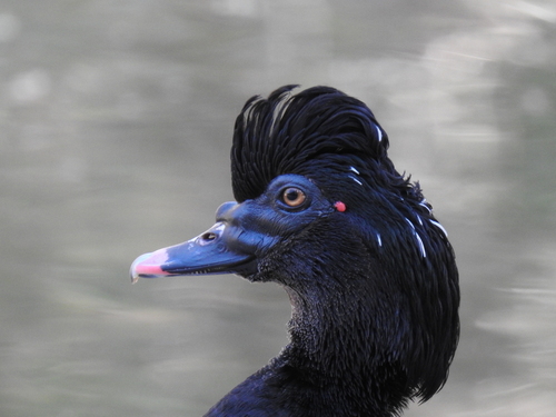 Canard musqué