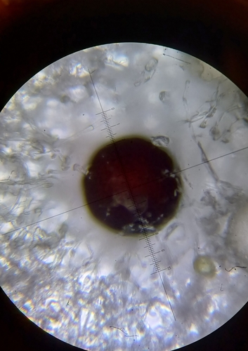 Neoerysiphe galii