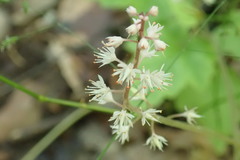 Tiarella nautila
