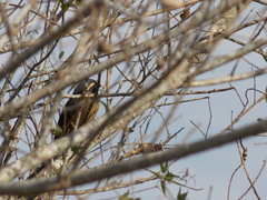 Saltator aurantiirostris
