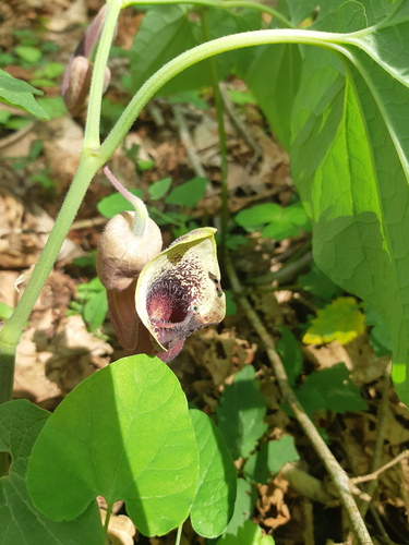 Aristolochia pontica, 2024-04-20