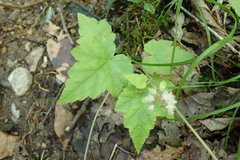 Tiarella nautila