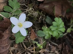Ellisiophyllum pinnatum