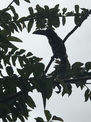 Pteroglossus pluricinctus