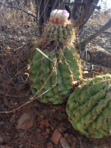 Melocactus curvispinus
