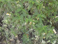 Chamaebatia australis