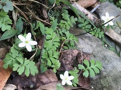 Ellisiophyllum pinnatum