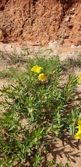 Calylophus
