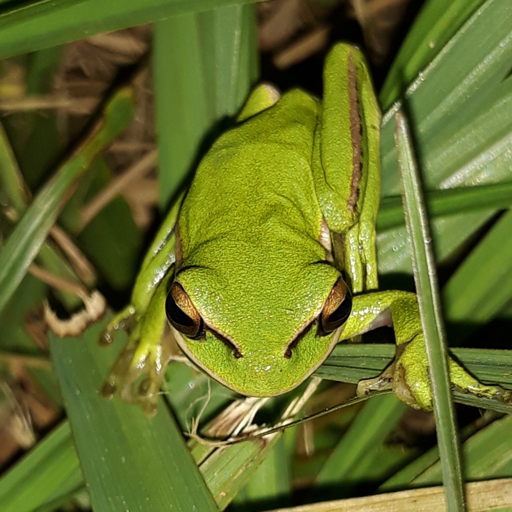 Burmeister's Treefrog
