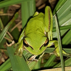 Boana prasina