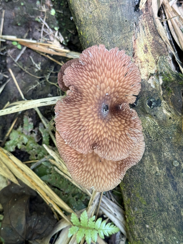 Neofavolus subpurpurascens · April 2024 · photo: © bealeiderman (iNaturalist, cc-by)