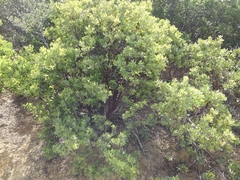 Arctostaphylos pungens