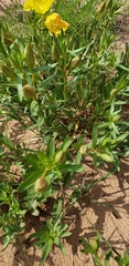 Calylophus