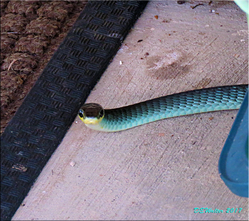 Common Tree Snake sighting