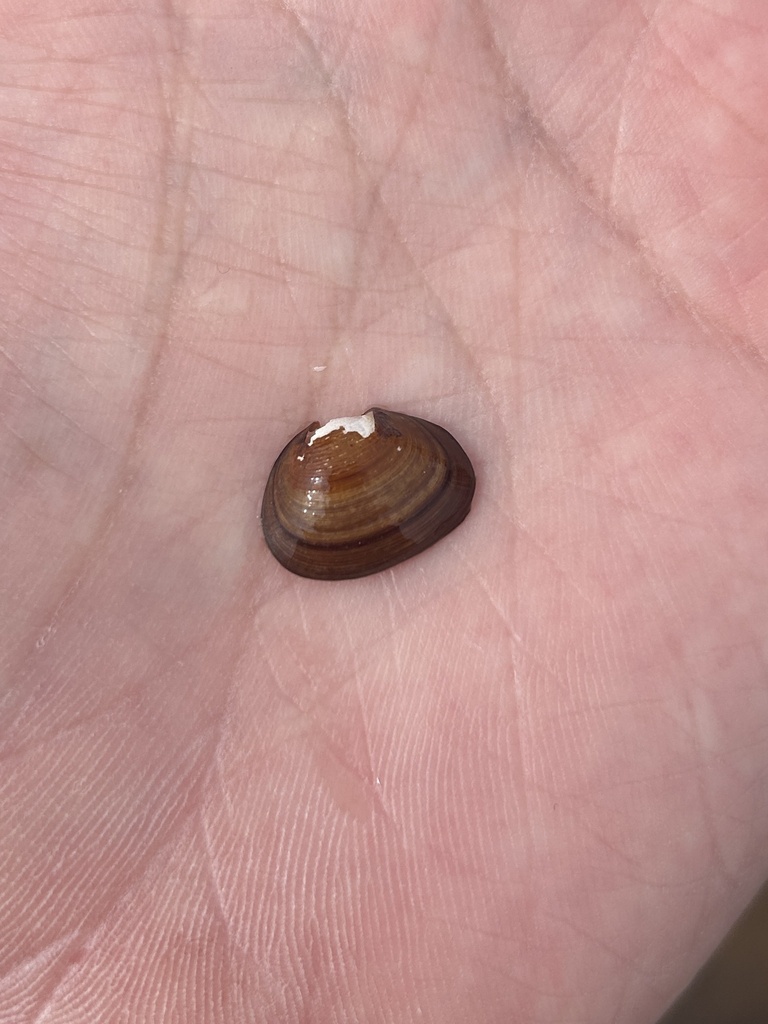 Grooved Fingernailclam from Back Bay, Brimley, MI, US on April 20, 2024 ...