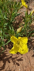 Calylophus