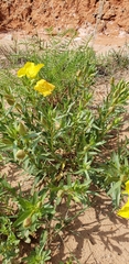 Calylophus