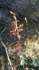 Penstemon centranthifolius